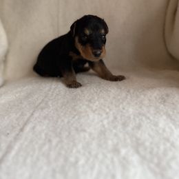 Kevin - Black and tan male Airedale Terrier puppy in Thomasville, North Carolina from Beitzel Babies