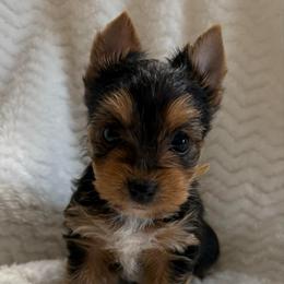 Mr Tan Boy - Black and tan male Yorkshire Terrier puppy in Lexington, North Carolina from Silver Valley Yorkies