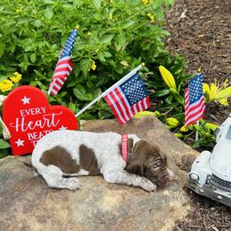RED - Liver roan male German Shorthaired Pointer puppy in Jefferson, Georgia from Miracles Happen Farm