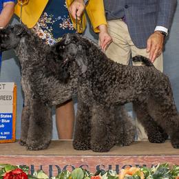 Kerry Blue Terrier All Grown Up from Cross the Rubicon