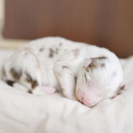 Miniature American Shepherd Puppies from EverSummer Minis