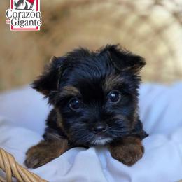 Rusty - Black and tan male Yorkshire Terrier puppy in California from Corazon de gigante