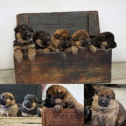 German Shepherd Puppies from Prairieland German Shepherds