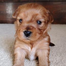 Lucha - male Havanese puppy in Kinston, North Carolina from Court Jester Havanese and Prissy Diva Russian Salon Dogs