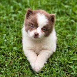 Boy A - Blue parti male Pomeranian puppy in Knoxville, Tennessee from Thea's Puppies