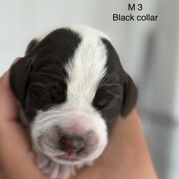 Boy 3 - male German Wirehaired Pointer puppy in Muncie, Indiana from Altitude Kennel
