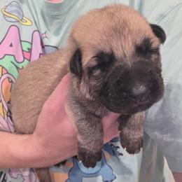 Black collar boy - Sable male German Shepherd puppy in Dallas, Pennsylvania from Mountainside German Shepherds