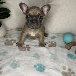Mouse - Blue fawn male French Bulldog puppy in Whitefish, Montana from Black Diamond Frenchies