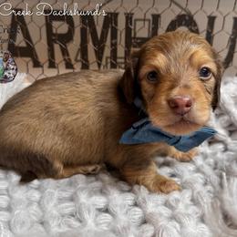 Bourbon - Cream male Dachshund puppy in Fayetteville, West Virginia from Loop Creek Dachshunds