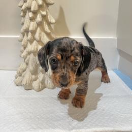 Tika - Dapple female Dachshund puppy in Jurupa Valley, California from Divine Doxies