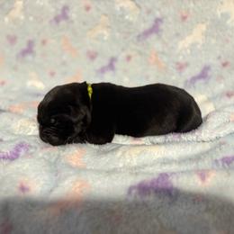 Lime Collar R - Black male Cane Corso puppy in Paris, Texas from Knucklehead Cane Corso