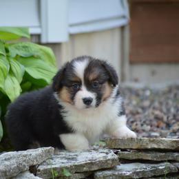 Pembroke Welsh Corgi Puppies from C&G Corgis