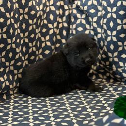 Green Collar - Bi-color male German Shepherd puppy in Riverside, California from Von Der Sagobi