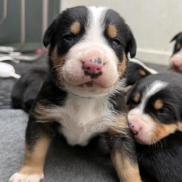 Green boy - Black, white and red male Greater Swiss Mountain Dog puppy in Woodland, Washington from Woodland Swissie’s