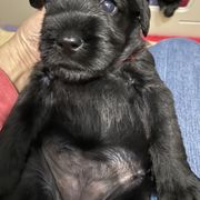 Standard Schnauzer Puppies from Stahlkrieger Standard Schnauzers