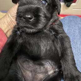 Standard Schnauzer Puppies from Stahlkrieger Standard Schnauzers