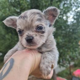 Vinny - Merle male Chihuahua puppy in Silver Summit, Utah from Snow Peak Kennel