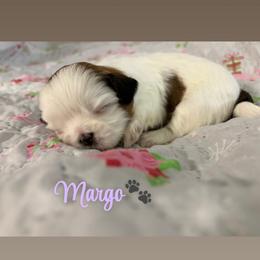 Margo - Black gold and white female Shih Tzu puppy in Pearland, Texas from Pup Paw-lace
