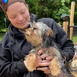 Carlee AKC full rights - Black and tan female Yorkshire Terrier puppy in Elizabethtown, Kentucky from Teeny Tiny Puppy Tails