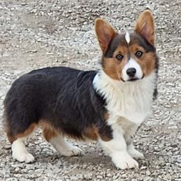Astrea - American Corgi