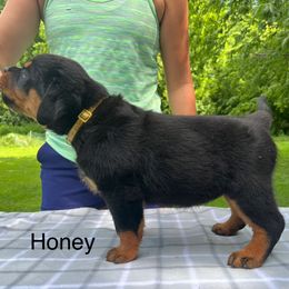 Honey- yellow - Black and mahogany female Rottweiler puppy in Wabash, Indiana from Broken Roots Rottweilers