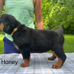Honey- yellow - Black and mahogany female Rottweiler puppy in Wabash, Indiana from Broken Roots Rottweilers