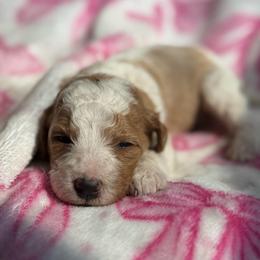 Cheyenne - Parti female Goldendoodle puppy in Jacksonville, Florida from Dandelion Doodles
