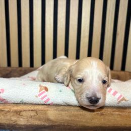 Aspen - Cream female Dachshund puppy in Marshfield, Missouri from Hilltop Kennel LLC