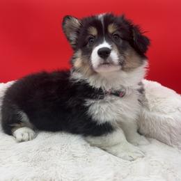 Noel - Black and tan female Pembroke Welsh Corgi puppy in Minooka, Illinois from Lucky J Corgis
