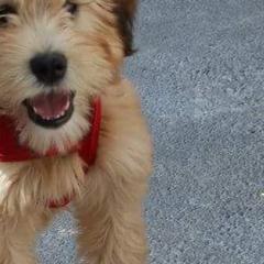 Whoodle All Grown Up from Perri’s Whoodles