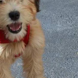 Whoodle All Grown Up from Perri’s Whoodles