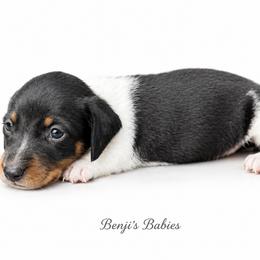 Black and Tan Piebald Male - Piebald male Dachshund puppy in Gravois Mills, Missouri from Benji’s Babies