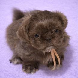 Avi - Lilac female Shih Tzu puppy in Berkeley Springs, West Virginia from Sandridge Shih Tzus