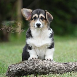 Blue Collar - Black and tan Pembroke Welsh Corgi puppy in Terrell, Texas from Lily's Pembroke Welsh Corgis