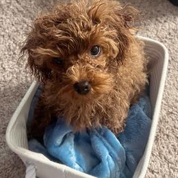 Maltipoo All Grown Up from Minipaws kennel
