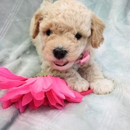 Assorted Doodle Crosses, Shihpoo, and Shih Tzu Puppies from Curls & Paws Canines
