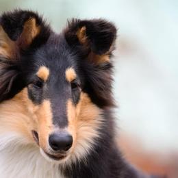 Collies from Fianna Collies
