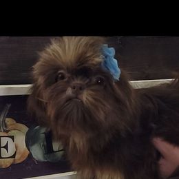 Katie - Shih Tzu