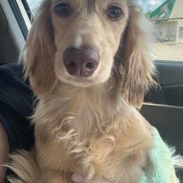 Merci - Dachshund