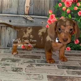 Chocolate and Tan Dapple Male Smooth Blue Collar - Chocolate and tan male Dachshund puppy in Cleveland, Tennessee from Kelly's Doxie Farm