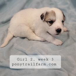 Girl 2 - Great Pyrenees puppy from Pony Trail Farm
