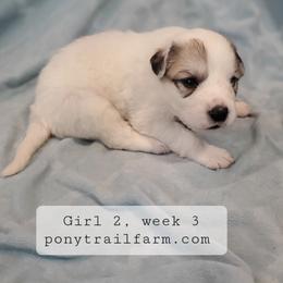 Girl 2 - Great Pyrenees puppy from Pony Trail Farm