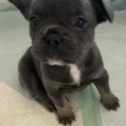 French Bulldog Puppies from The Frenchie Ravine Connection LLC