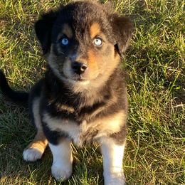 Girl 1 - Black tri-color female Australian Shepherd puppy in Tekonsha, Michigan from Cottage Farm Aussies