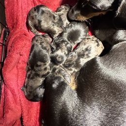 Dachshund Puppies from Rosey dachshund