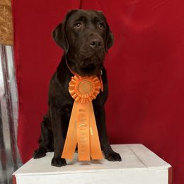 Coco - Labrador Retriever