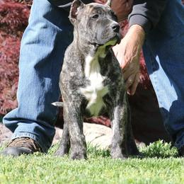 Orange Collar - Tiger female Perro de Presa Canario puppy in Pocahontas, Illinois from Cabeza Grande Kennel