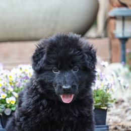 Light Blue Collar - Black male German Shepherd puppy in Howell, Michigan from Sheyenne’s Shepherds