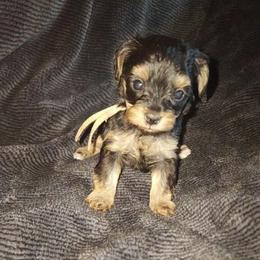 ORBIT - Black and tan male Yorkipoo puppy in Palmdale, California from J Designer Puppies