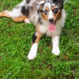 Australian Shepherd All Grown Up from Fosterwood Farm